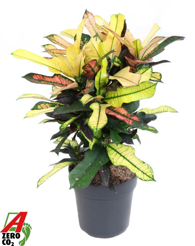 Codiaeum Wilma 60cm 21cm Pot