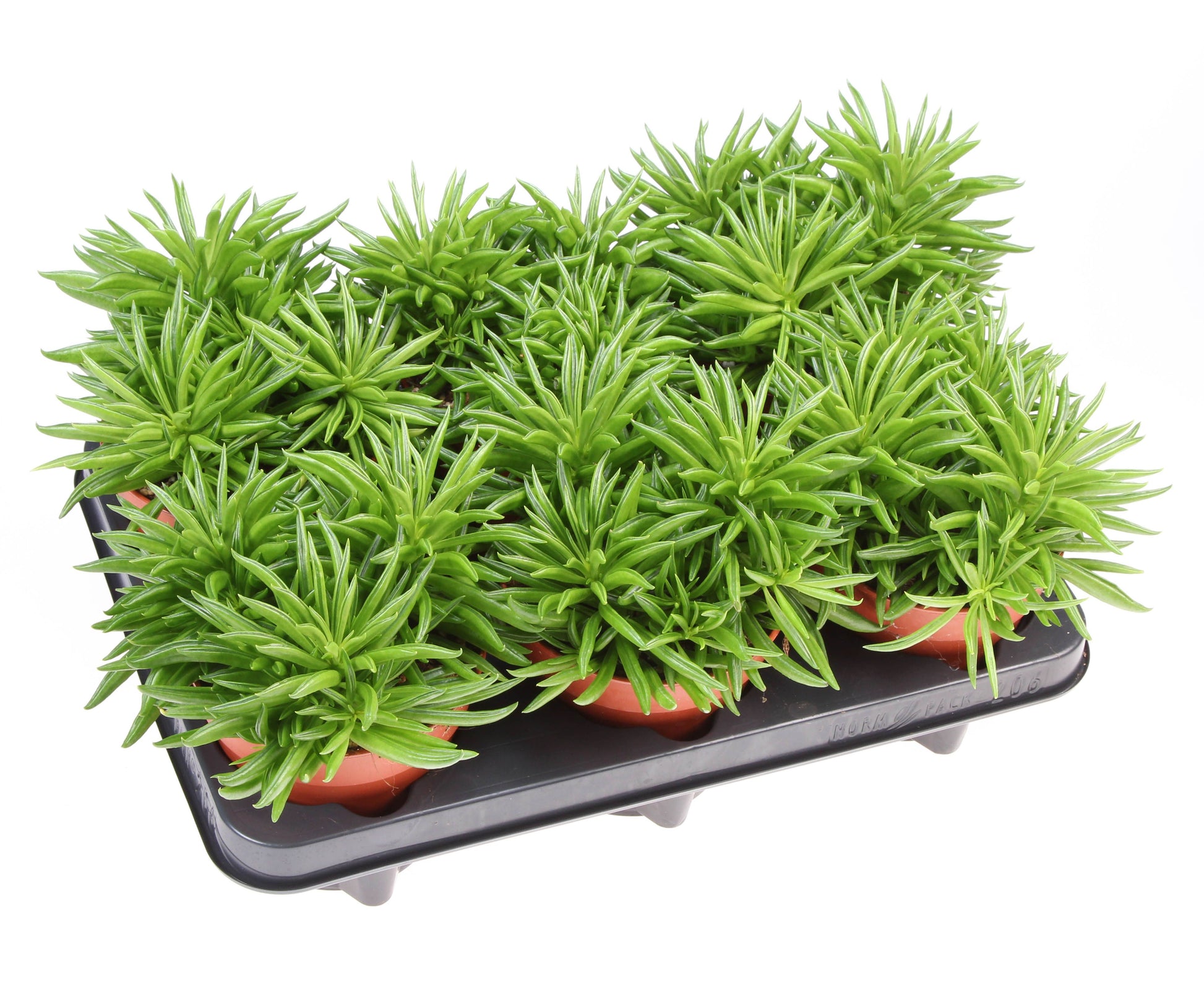 Euro Cactus Holland Bv Peperomia Happy Bean Pack of 6
