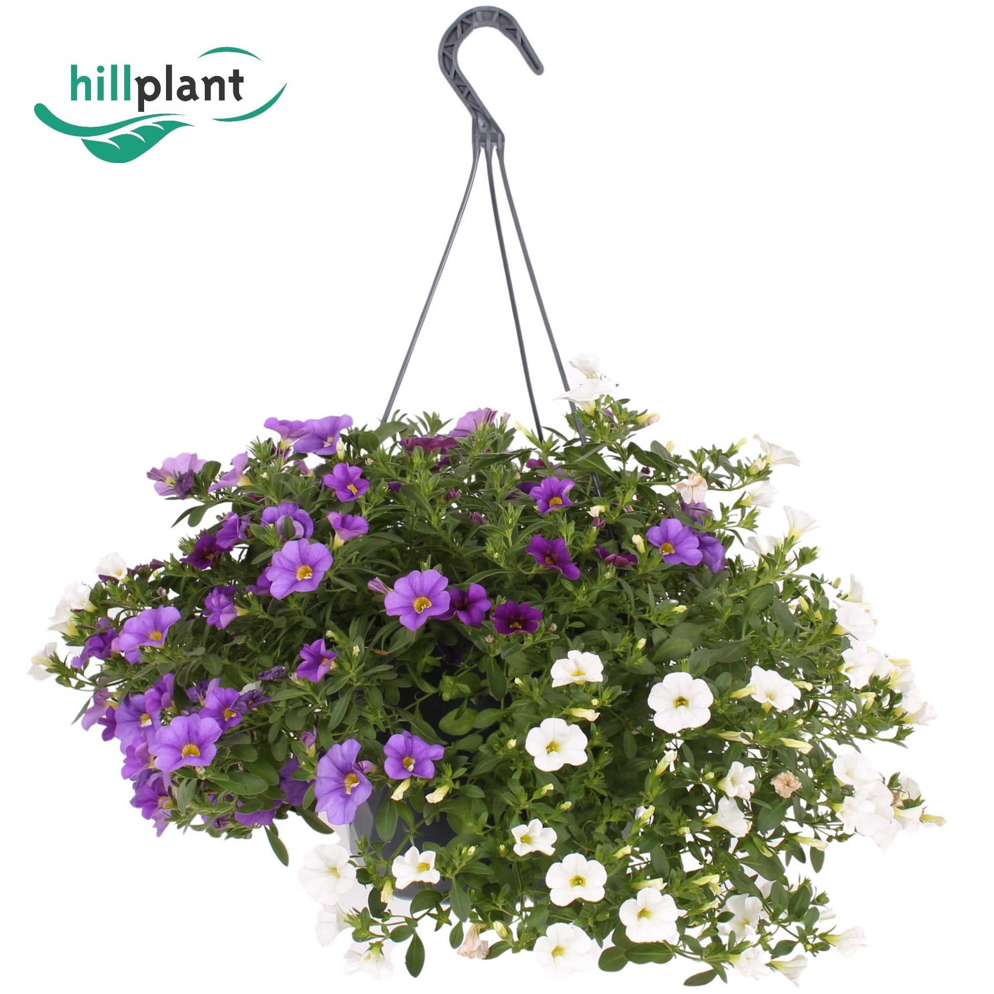 Calibrachoa mix 50cm 23cm Pot