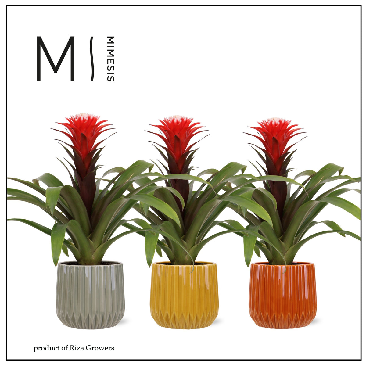 Bromelia mix (+ drp.ceramic) 45cm 12cm Pot