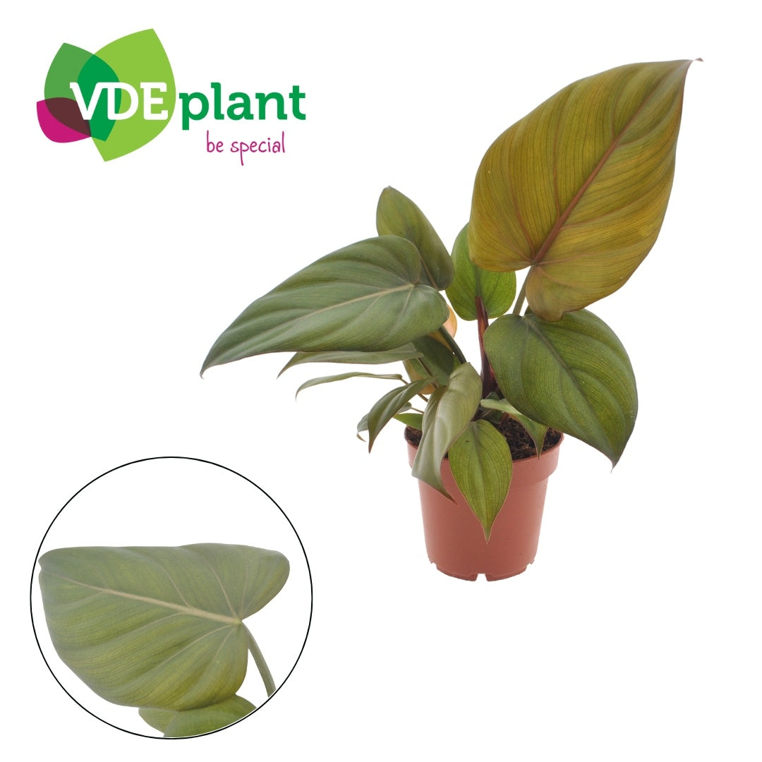 VDE plant BV Philodendron Summer Glory Pack of 8