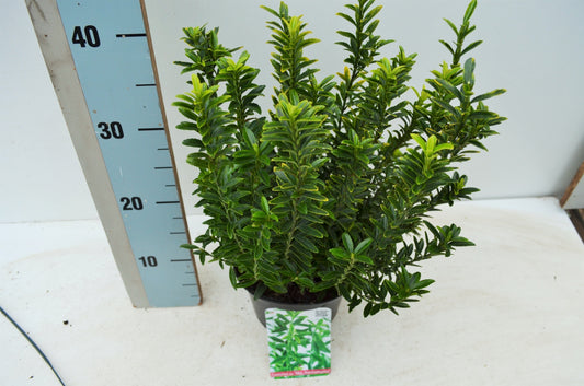 Euonymus japonicus Microphyllus Aureovariegatus 35cm 17cm Pot