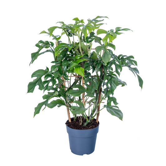 Monstera Variegated 65cm 17cm Pot