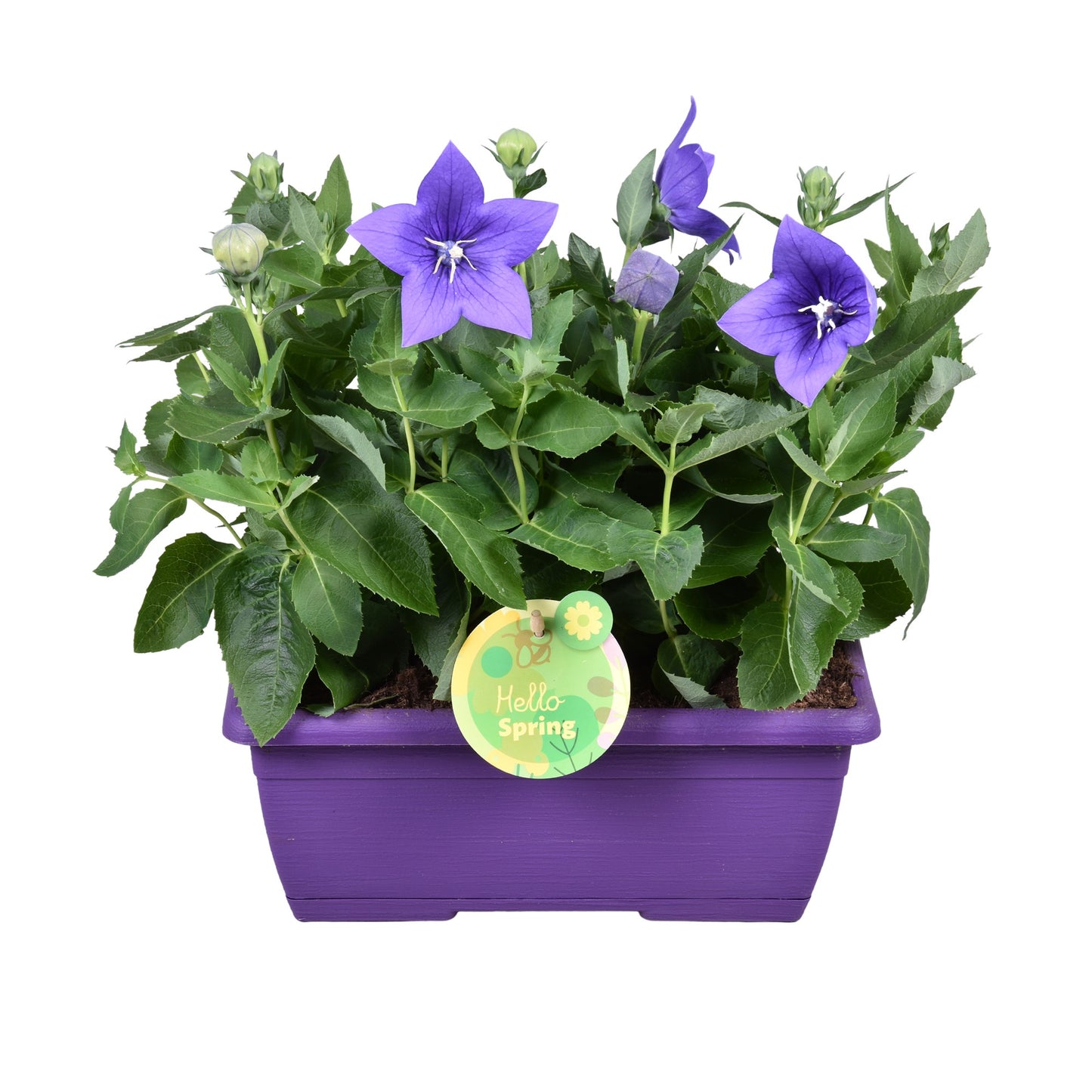 Hello Summer Platycodon 30cm 25cm Pot