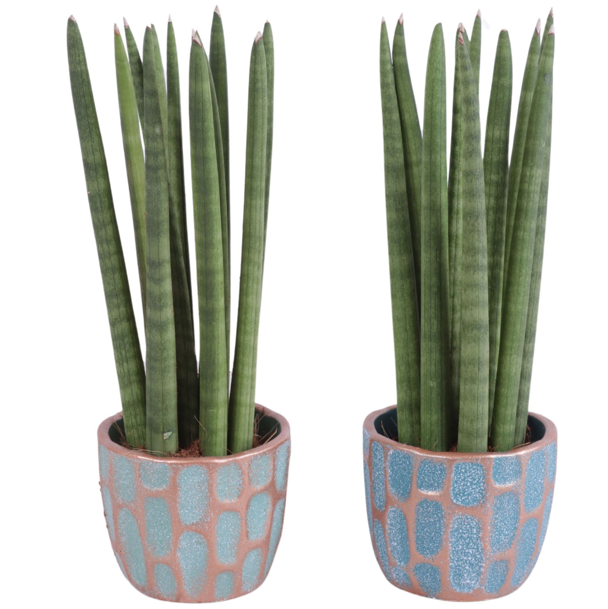 Sansevieria cylindrica 30cm 11cm Pot