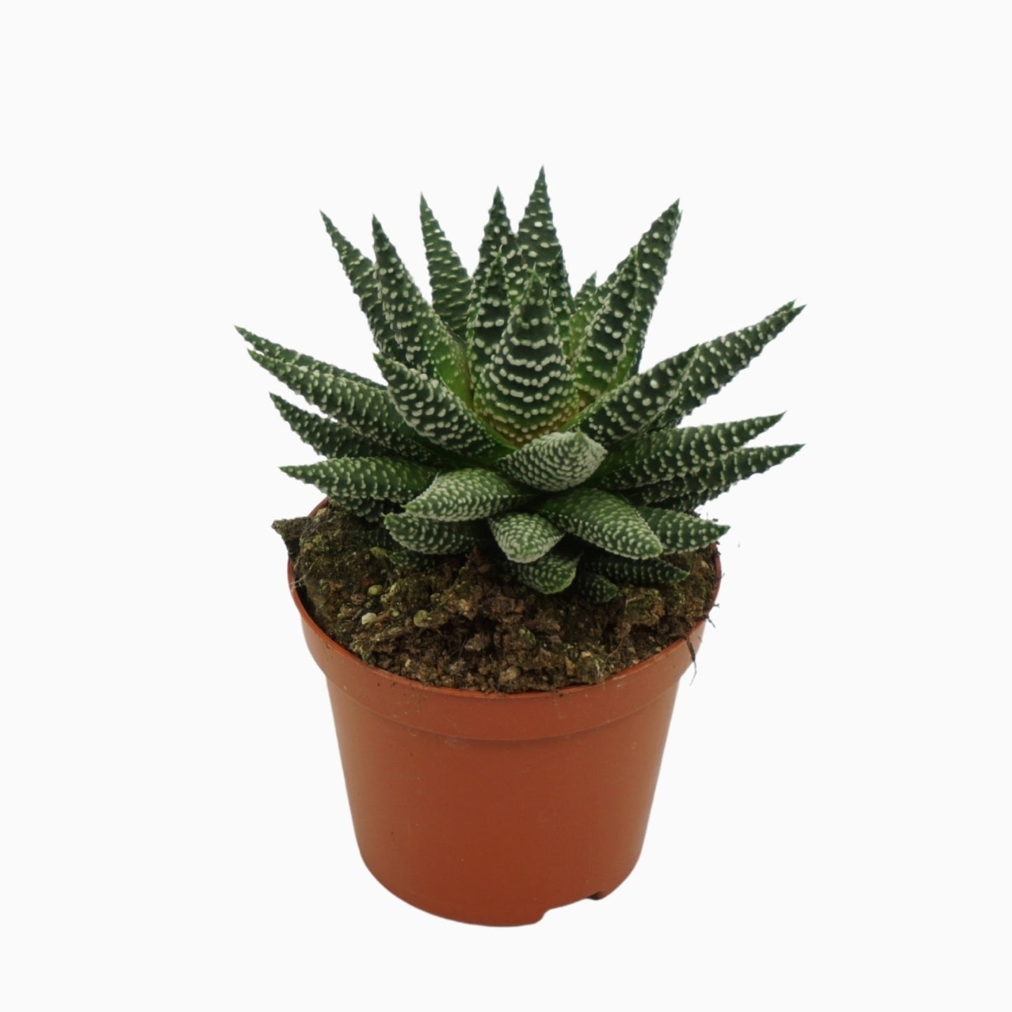 Haworthia fasciata 10cm Special Pot (508)
