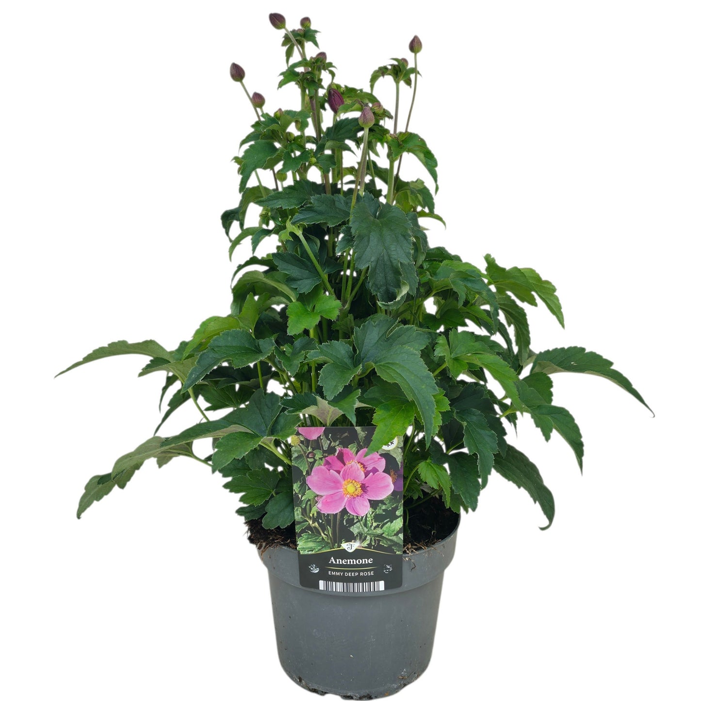 Anemone Japonica hybrids 45cm 17cm Pot