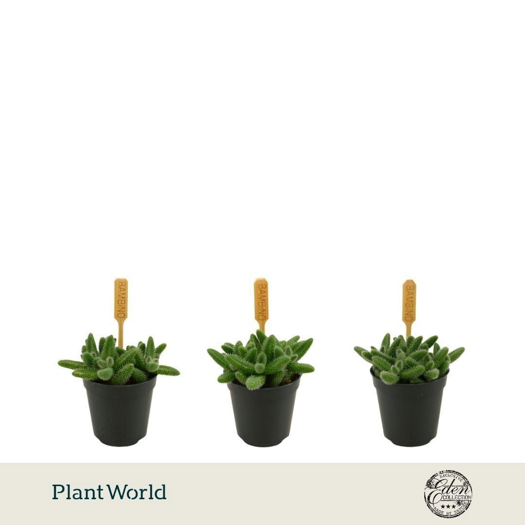 Plantworld Smit Kwekerij Delosperma echinatum Pack of 20
