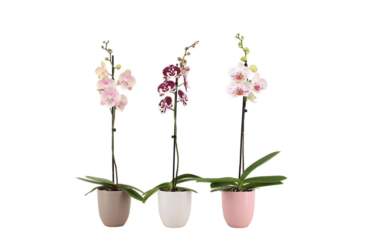 Phalaenopsis mix 60cm 12cm Pot