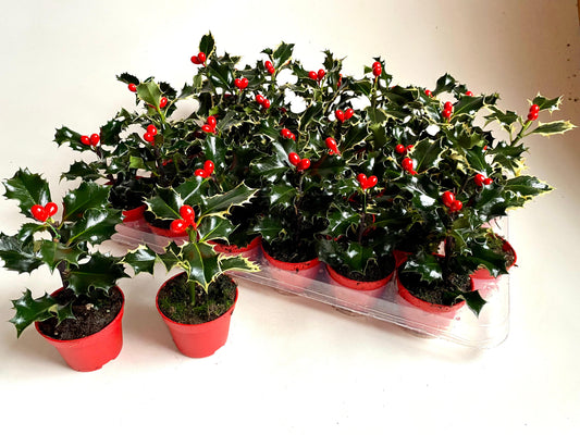 Ilex Argentea Marginata 10cm 6cm Pot