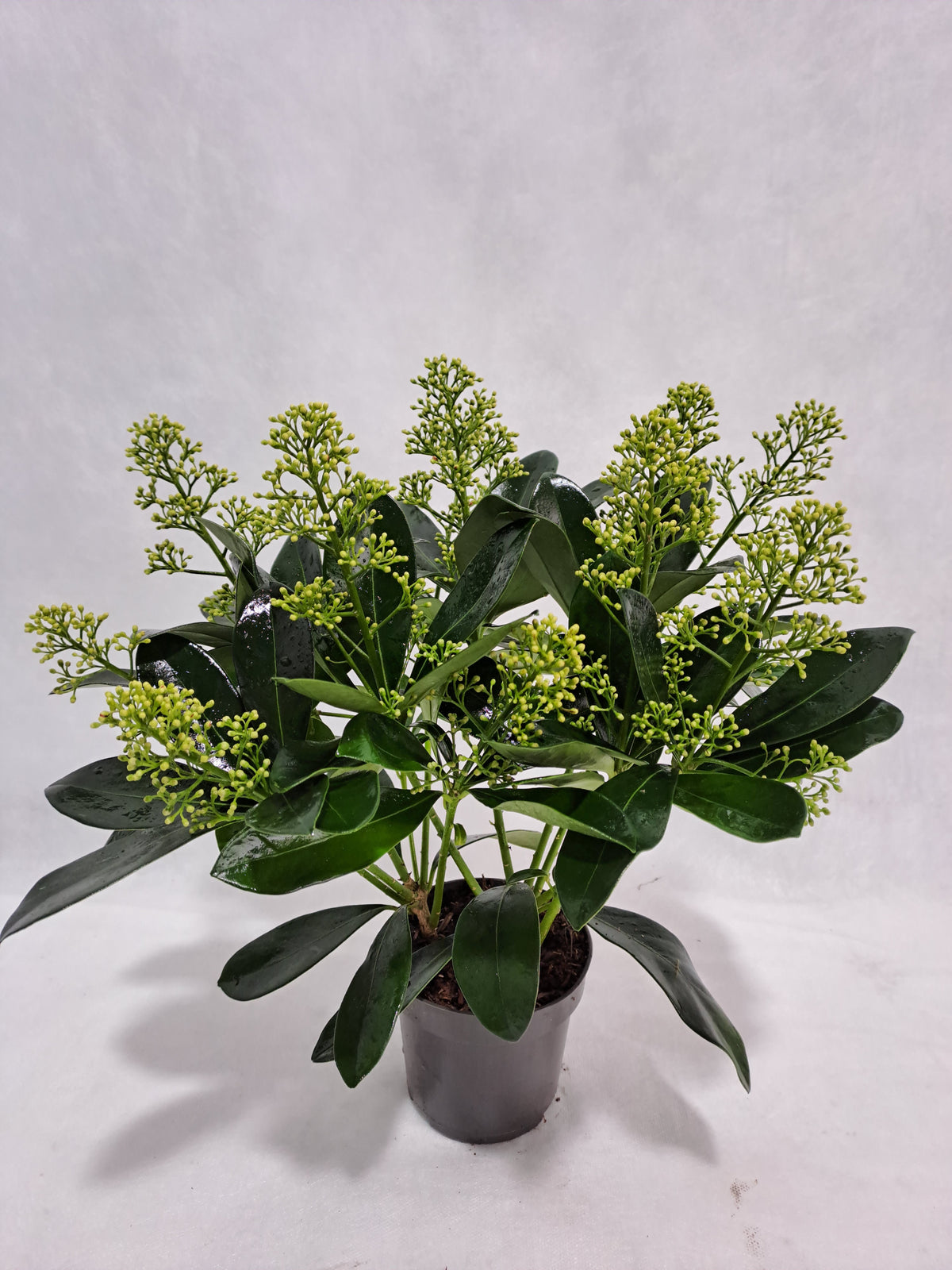 Skimmia japonica Finchy 30cm 510cm Pot