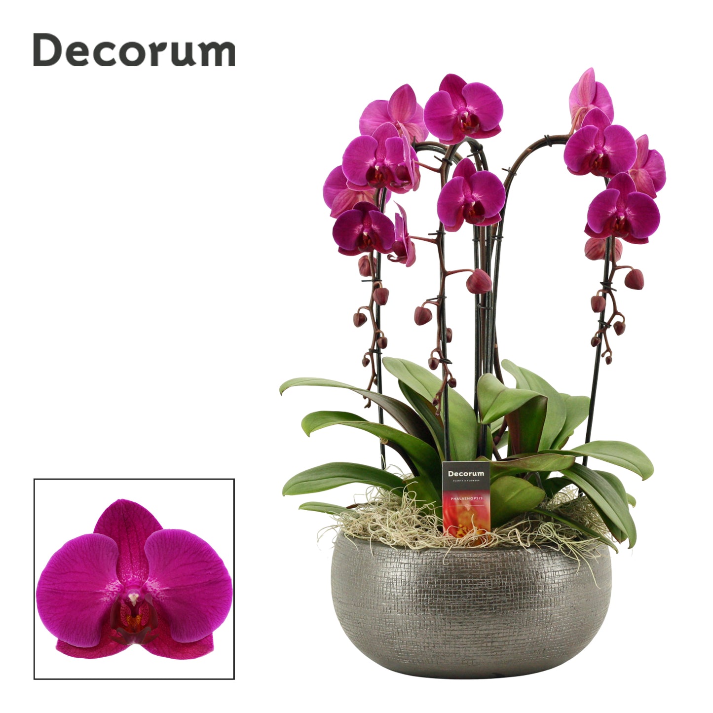 Phalaenopsis purple 55cm 27cm Pot