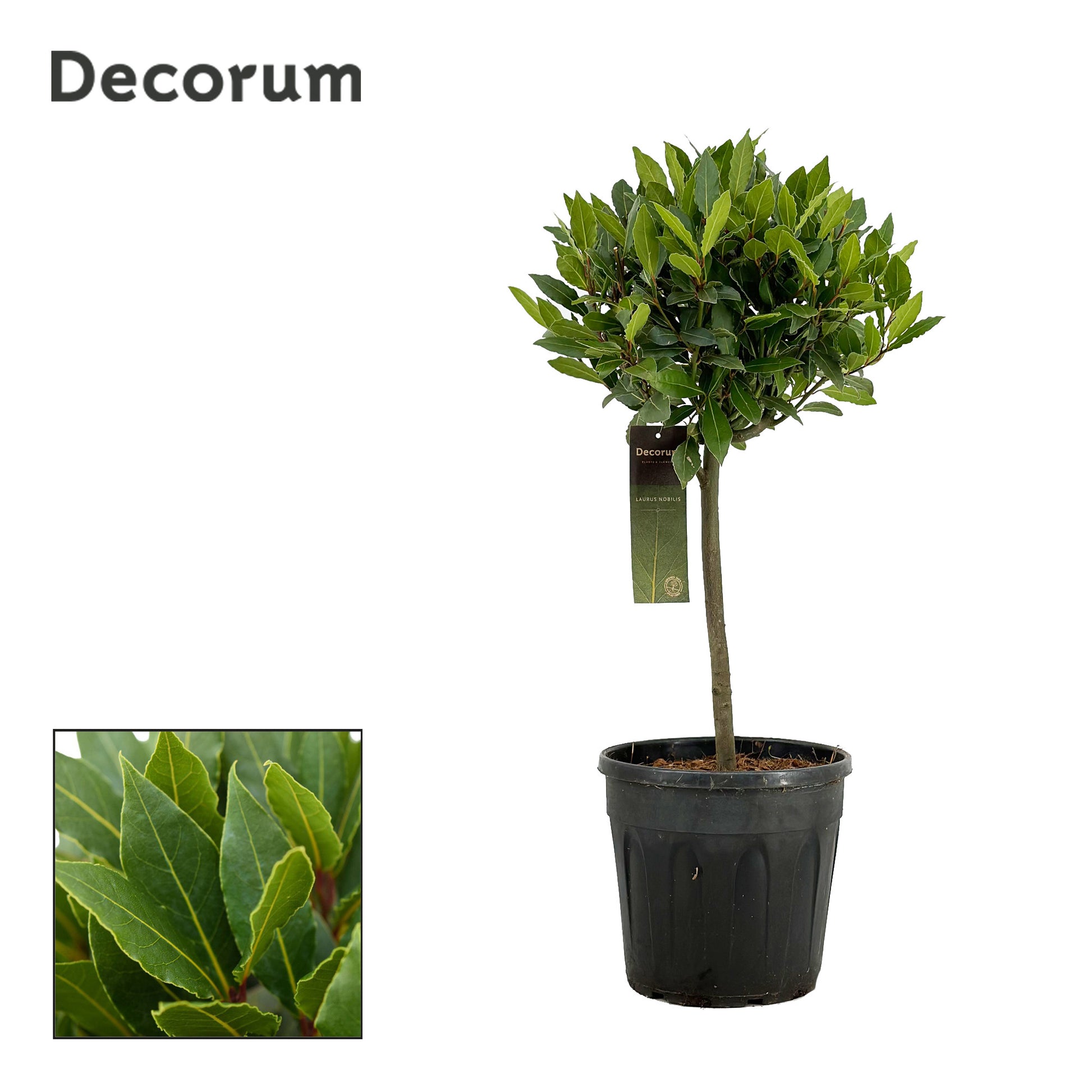 Laurus nobilis 619cm 25cm Pot