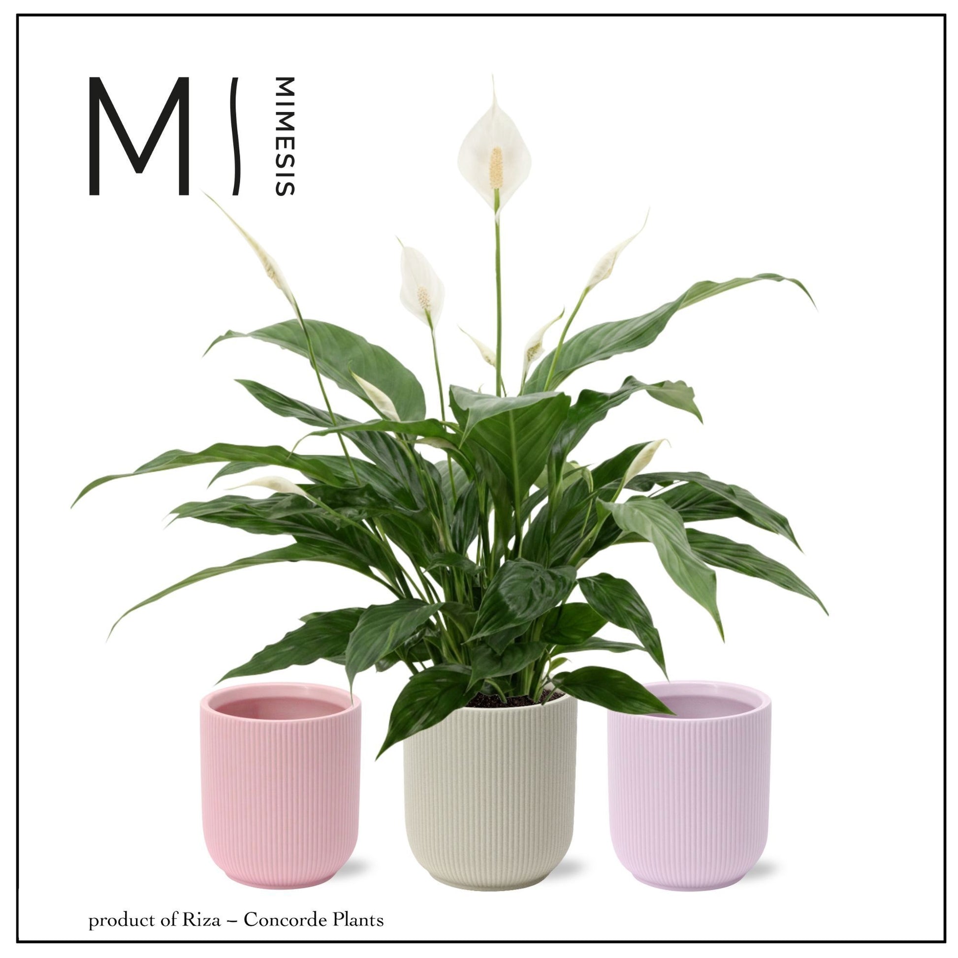 Riza Concorde Plants Spathiphyllum Sweet Benito Pack of 4