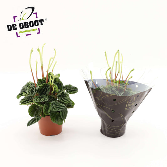 Peperomia caperata Lilian 30cm 12cm Pot