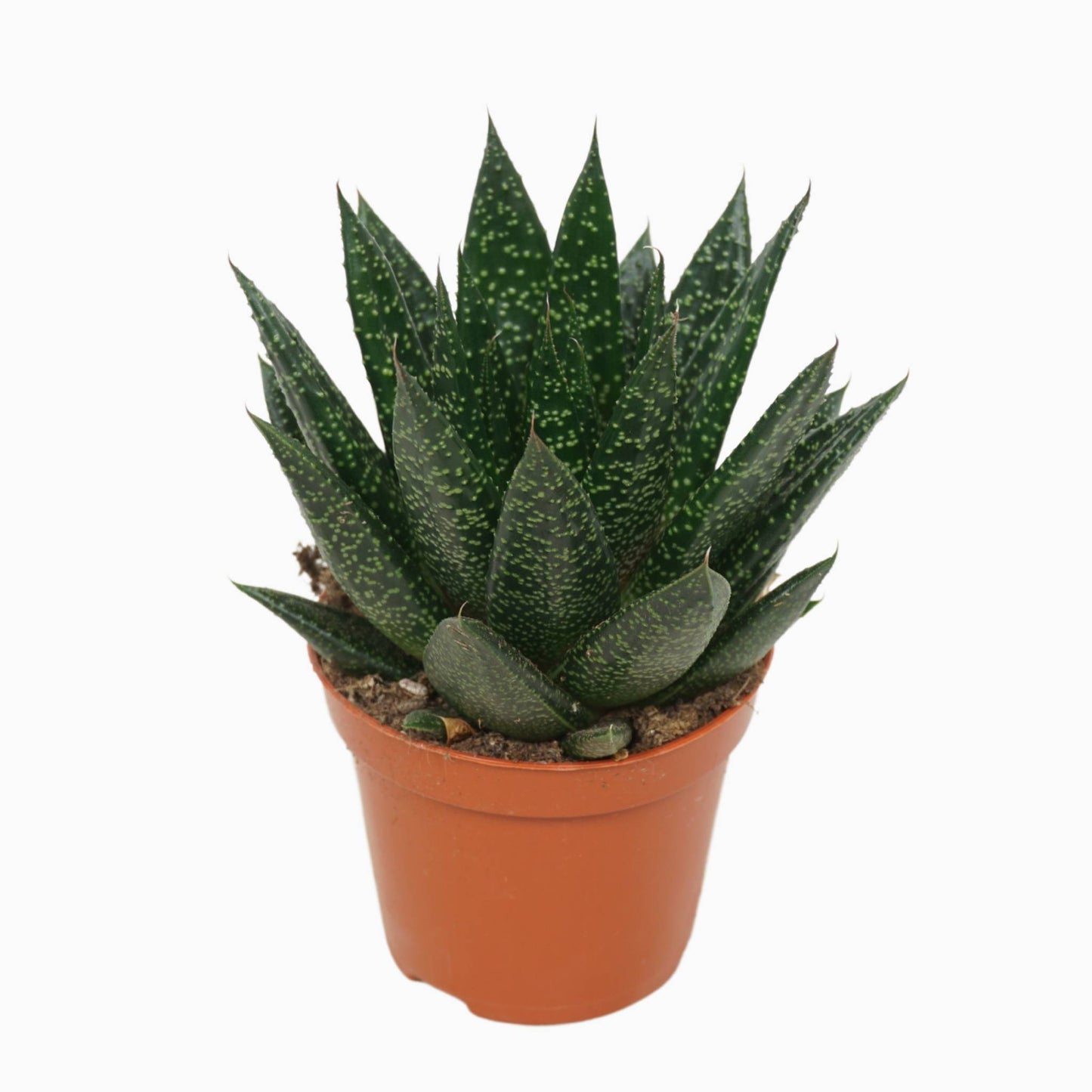 Gasteria 10cm 8.5cm Pot