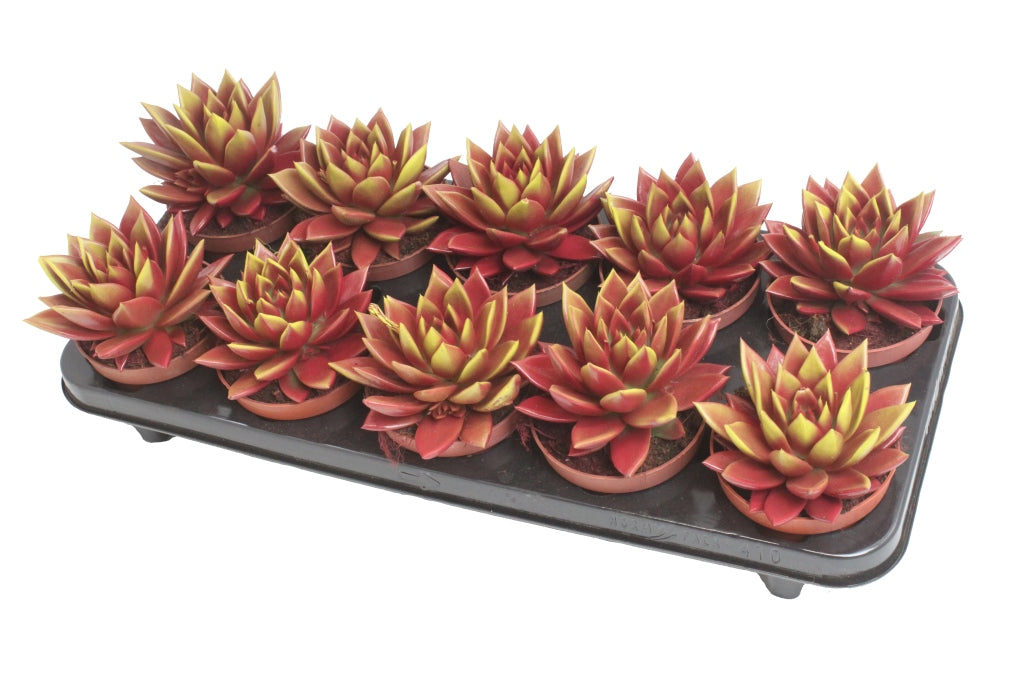 Amigo Plant VOF Echeveria Red Prince Pack of 10