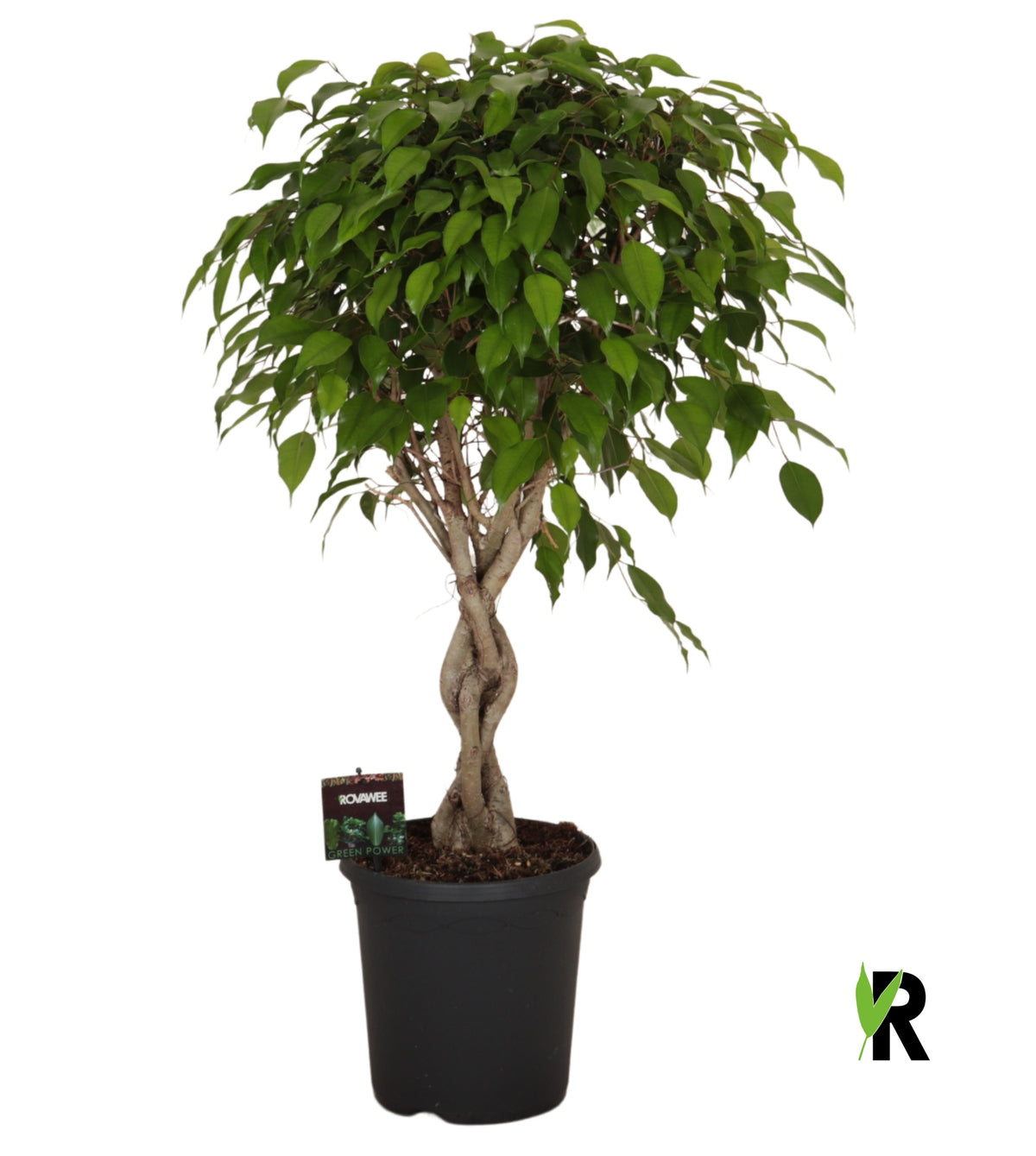 Ficus benj. Exotica 100cm 23cm Pot
