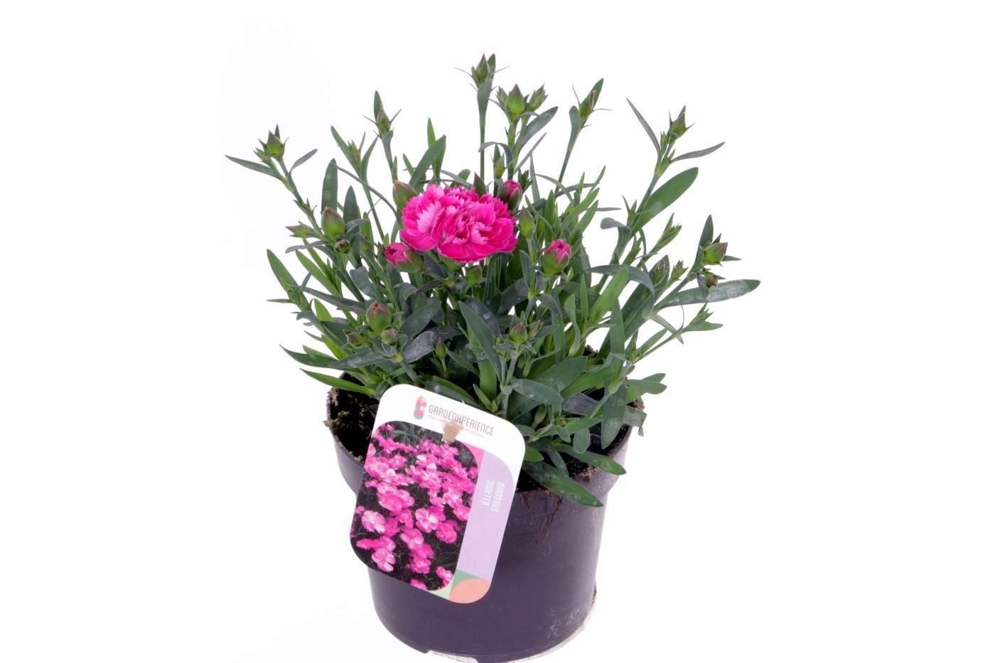 Dianthus mix 25cm 13cm Pot