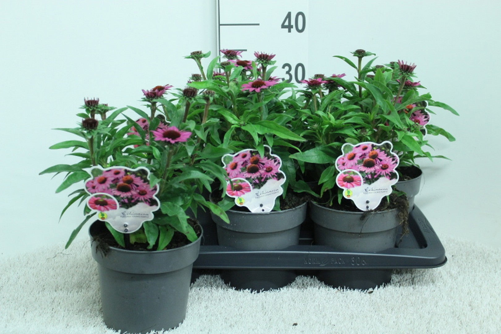 Echinacea hybrid 35cm 17cm Pot