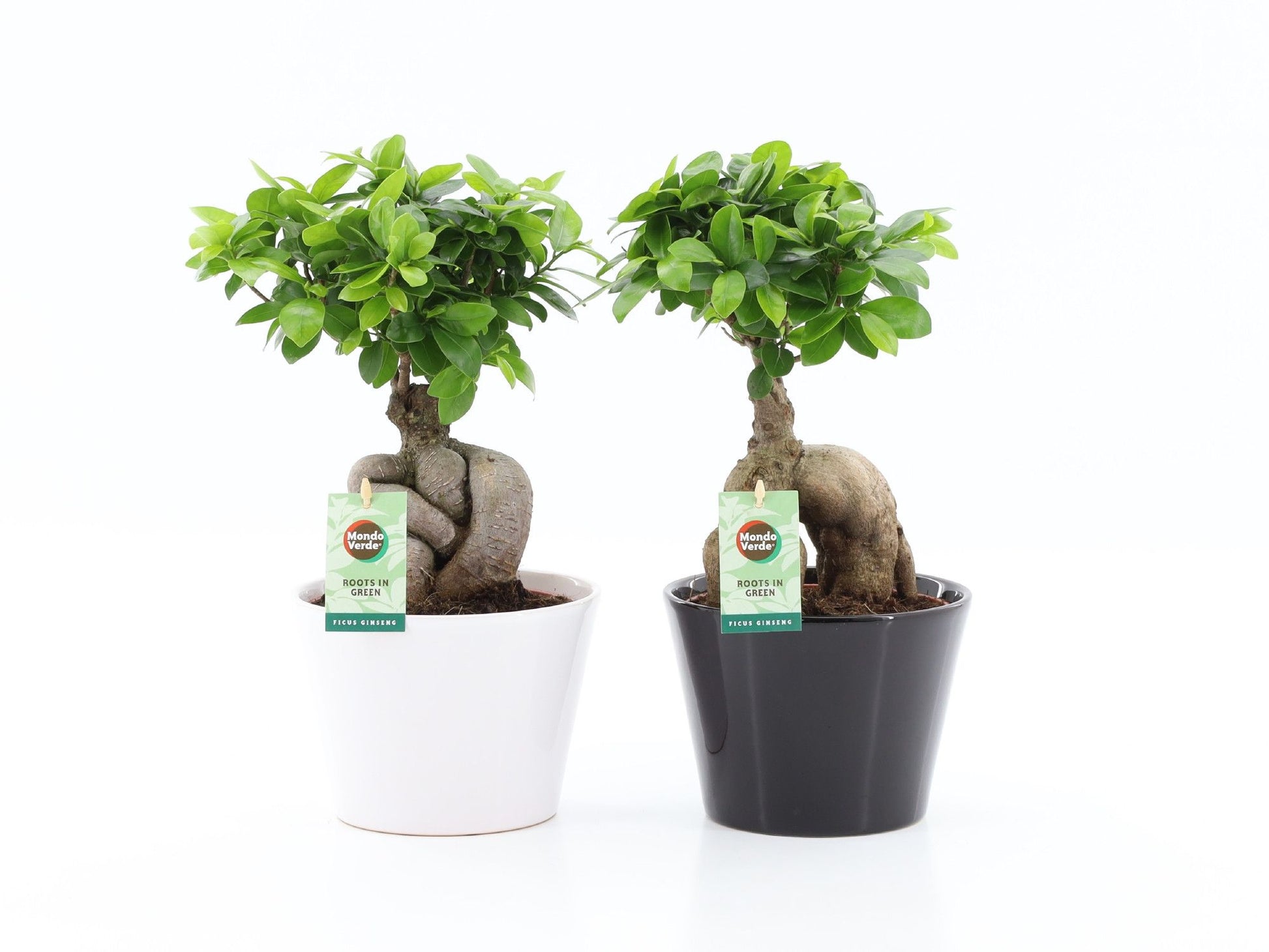 Ficus Ginseng 40cm 17cm Pot