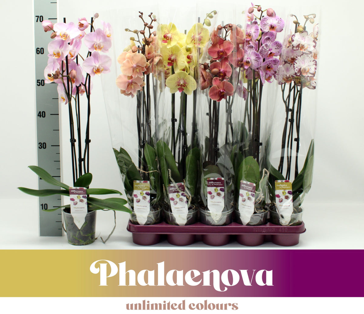 Phalaenopsis mix 65cm 12cm Pot