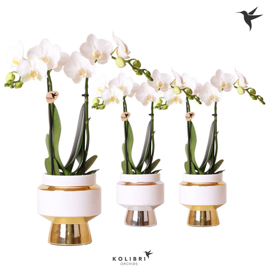 Phalaenopsis multiflora white 40cm 9cm Pot