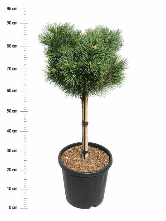 Pinus hybrid 95cm 32cm Pot
