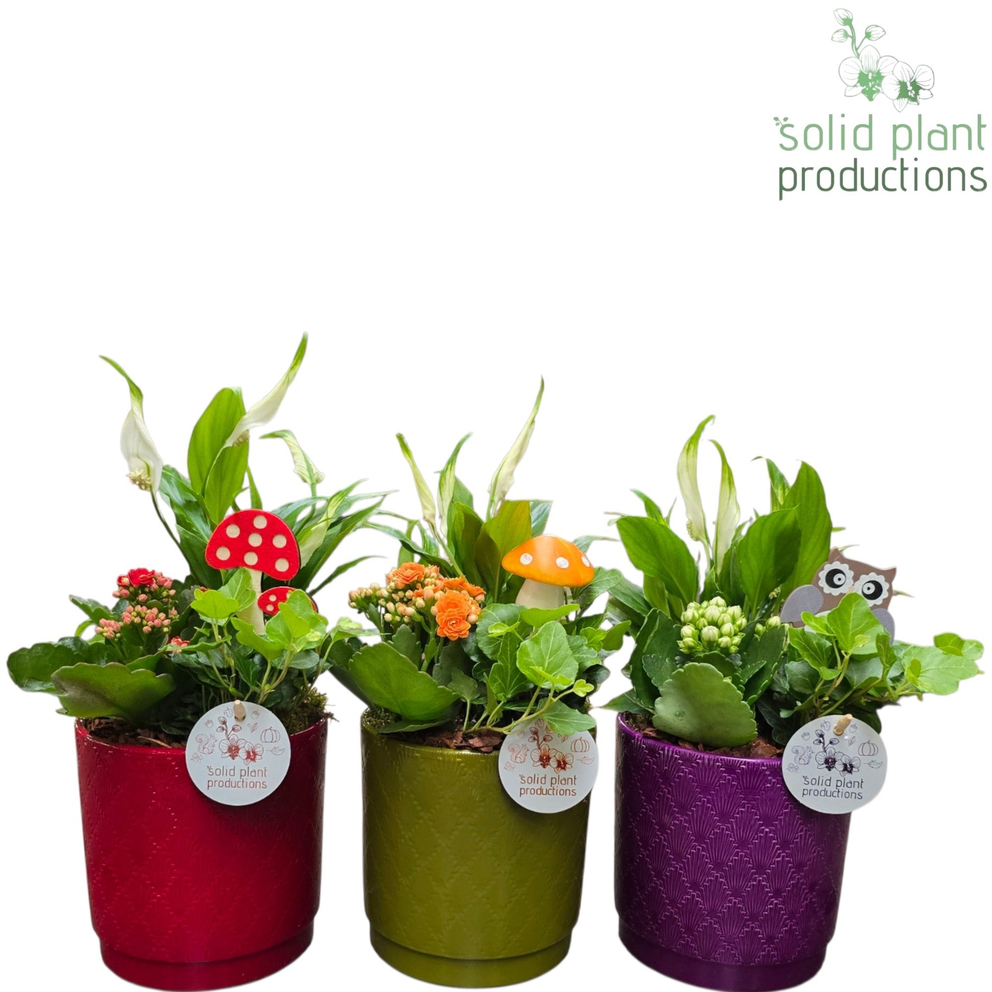 Solid Plant Productions SP001APROMO Amy Promo Autumn Mix 3PP Pack of 6