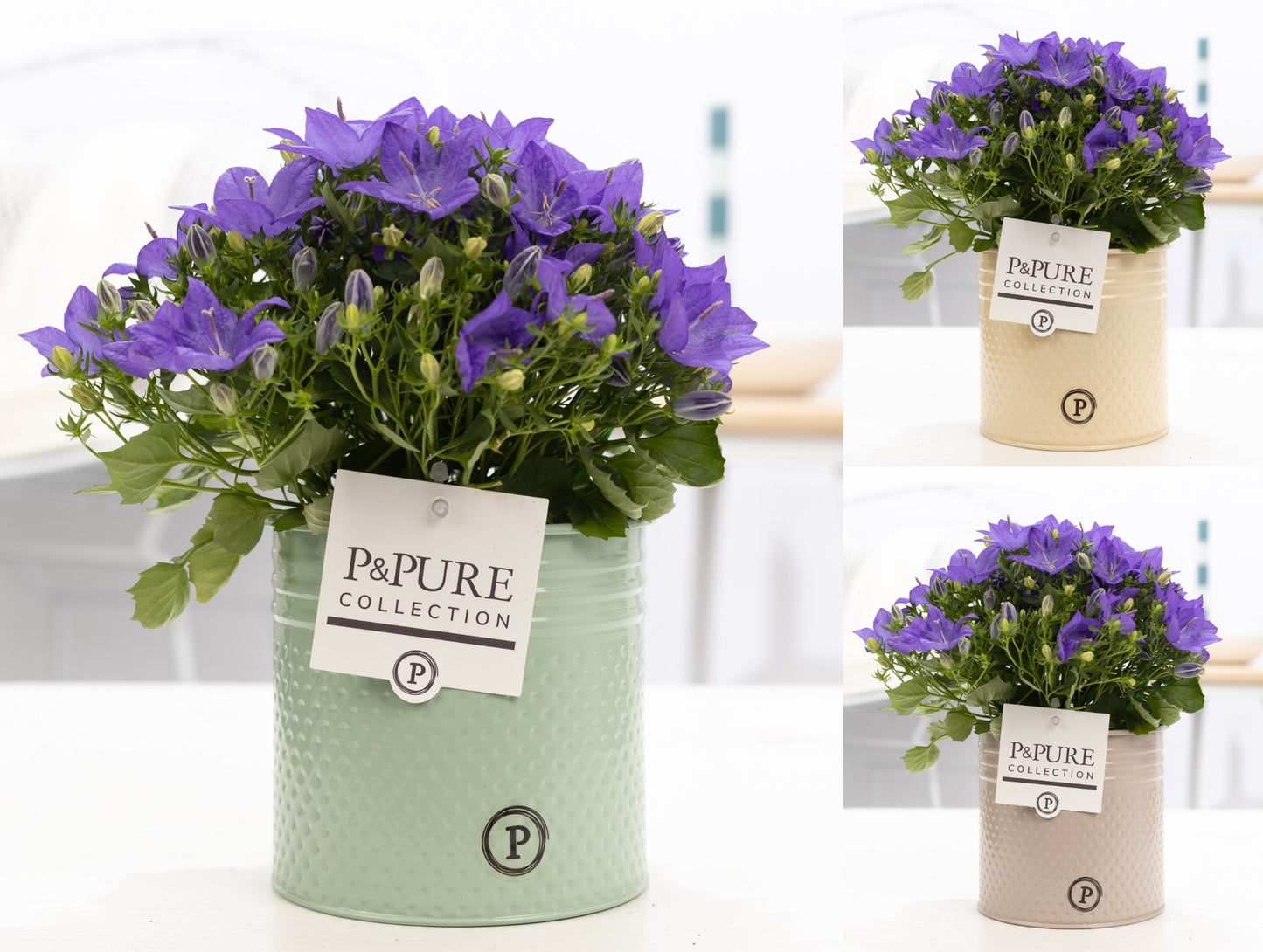 Campanula Napoli 17cm 14cm Pot