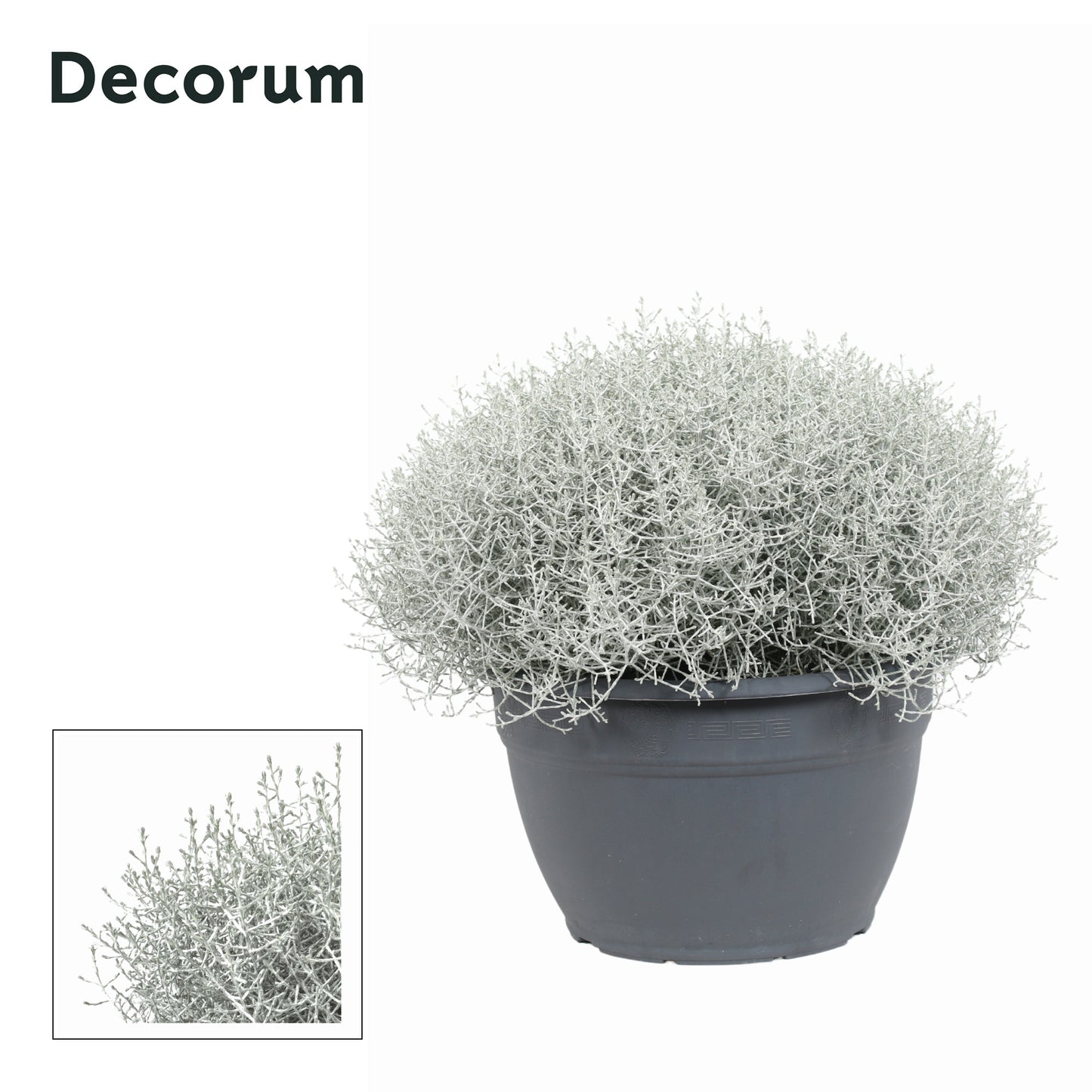 Leucophyta brownii 40cm 30cm Pot
