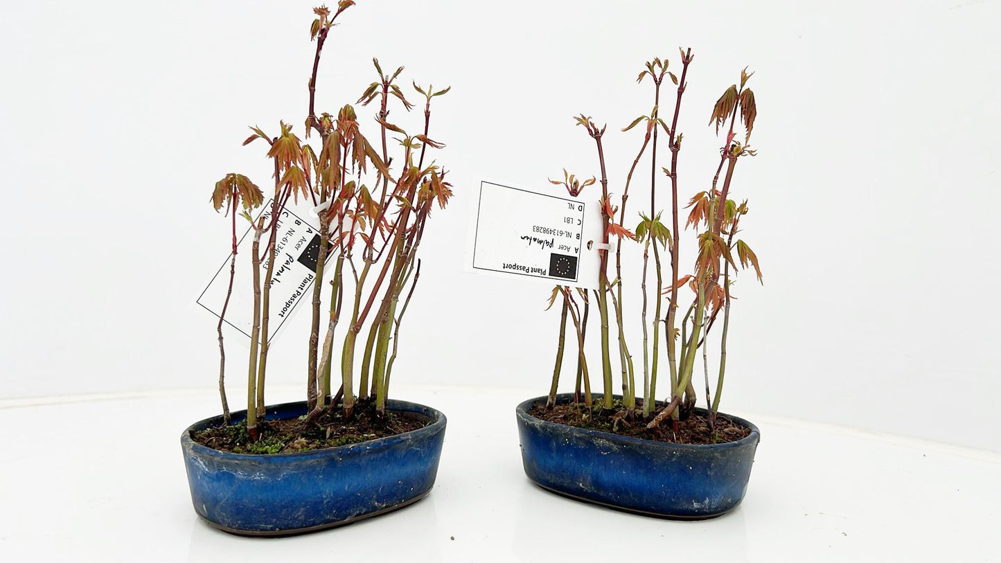 Acer palmatum 20cm 12cm Pot
