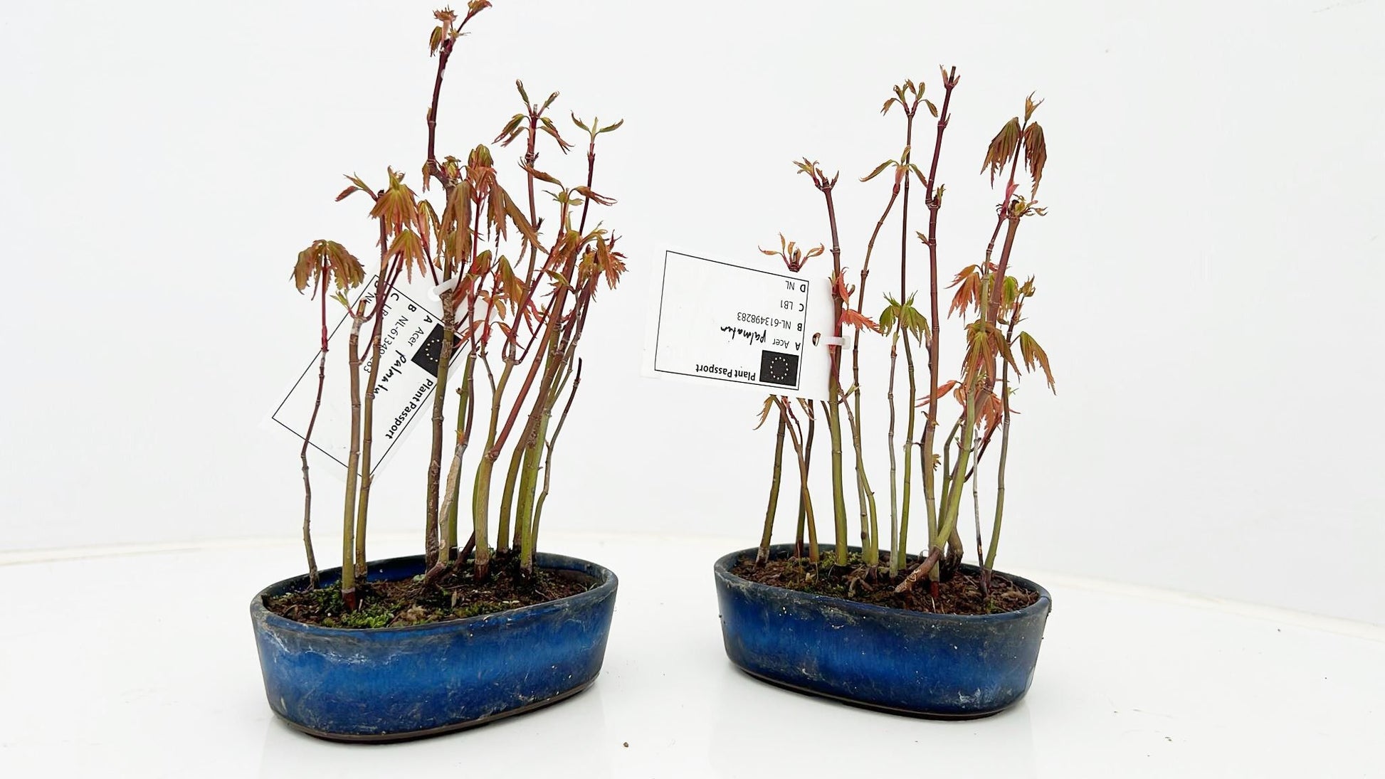 Acer palmatum 20cm 12cm Pot