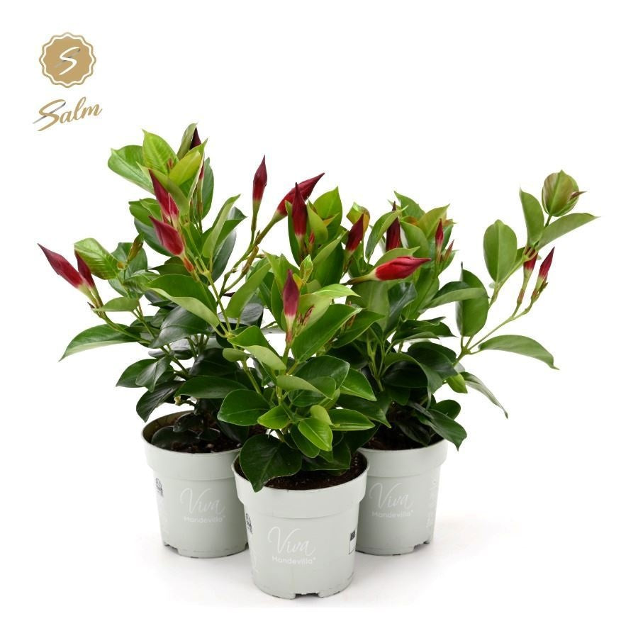 Mandevilla Rio Petite Red 30cm 10cm Pot