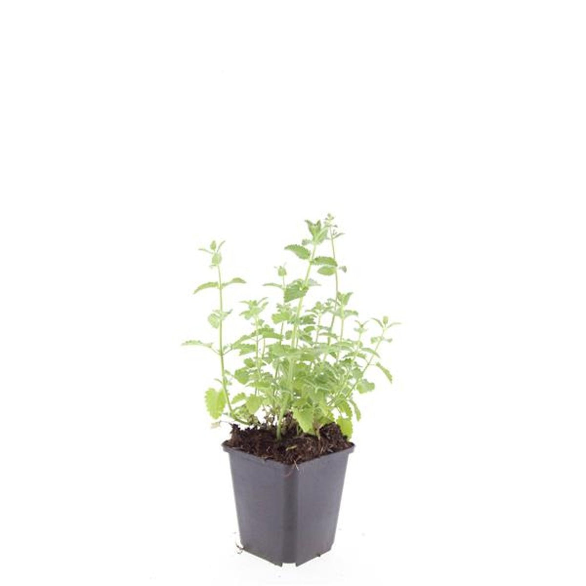 Nepeta Six Hills Giant 5cm 9cm Pot