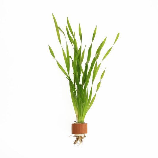 Vallisneria asiatica 5cm 2cm Pot
