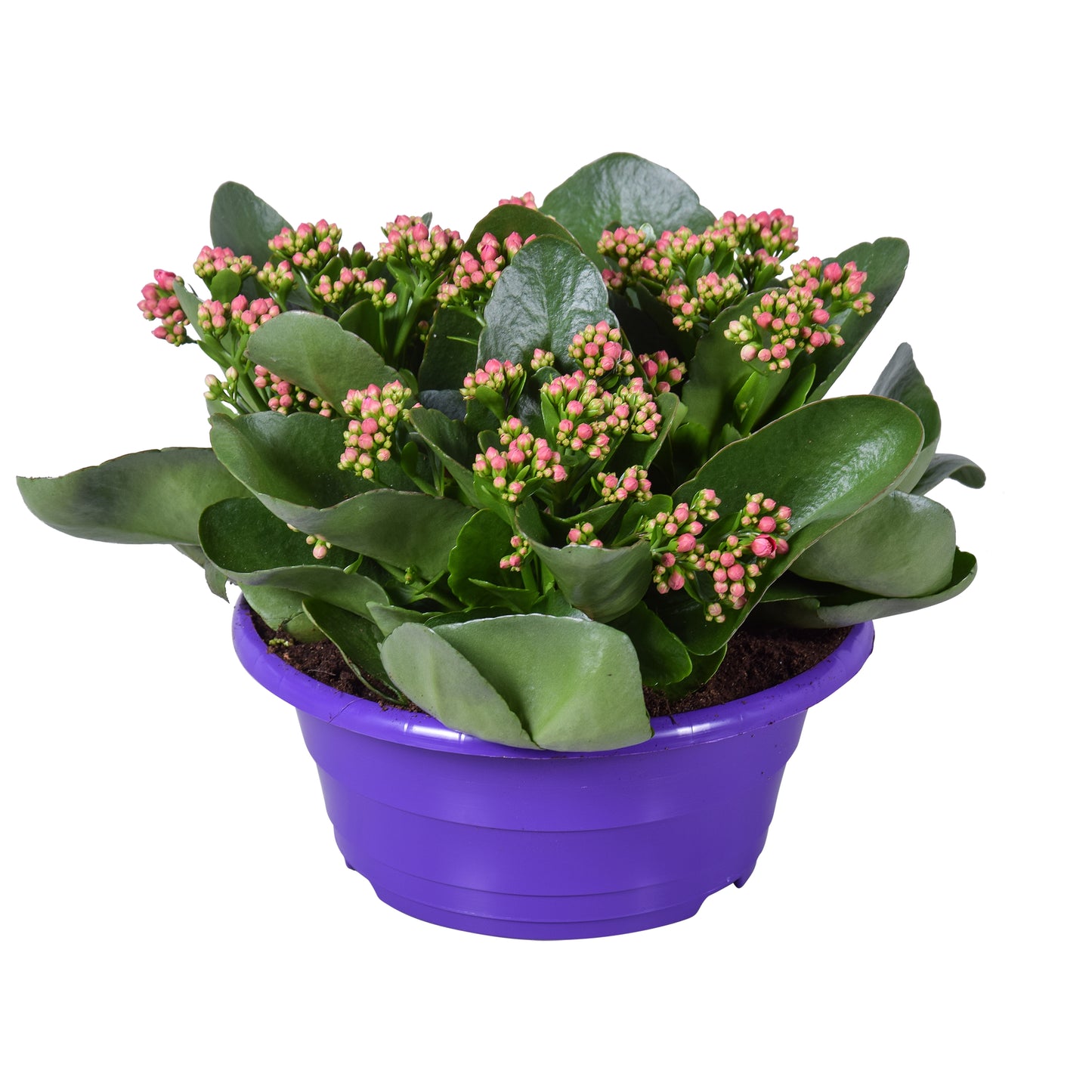 Kalanchoe Perfecta Purple 25cm 23cm Pot