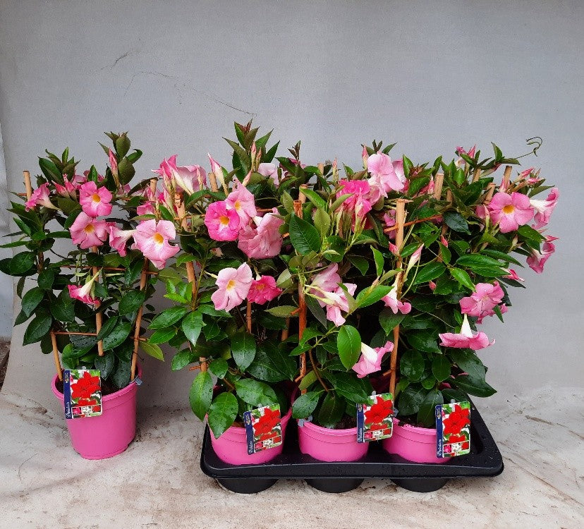 Mandevilla Rio Light Pink 65cm 17cm Pot