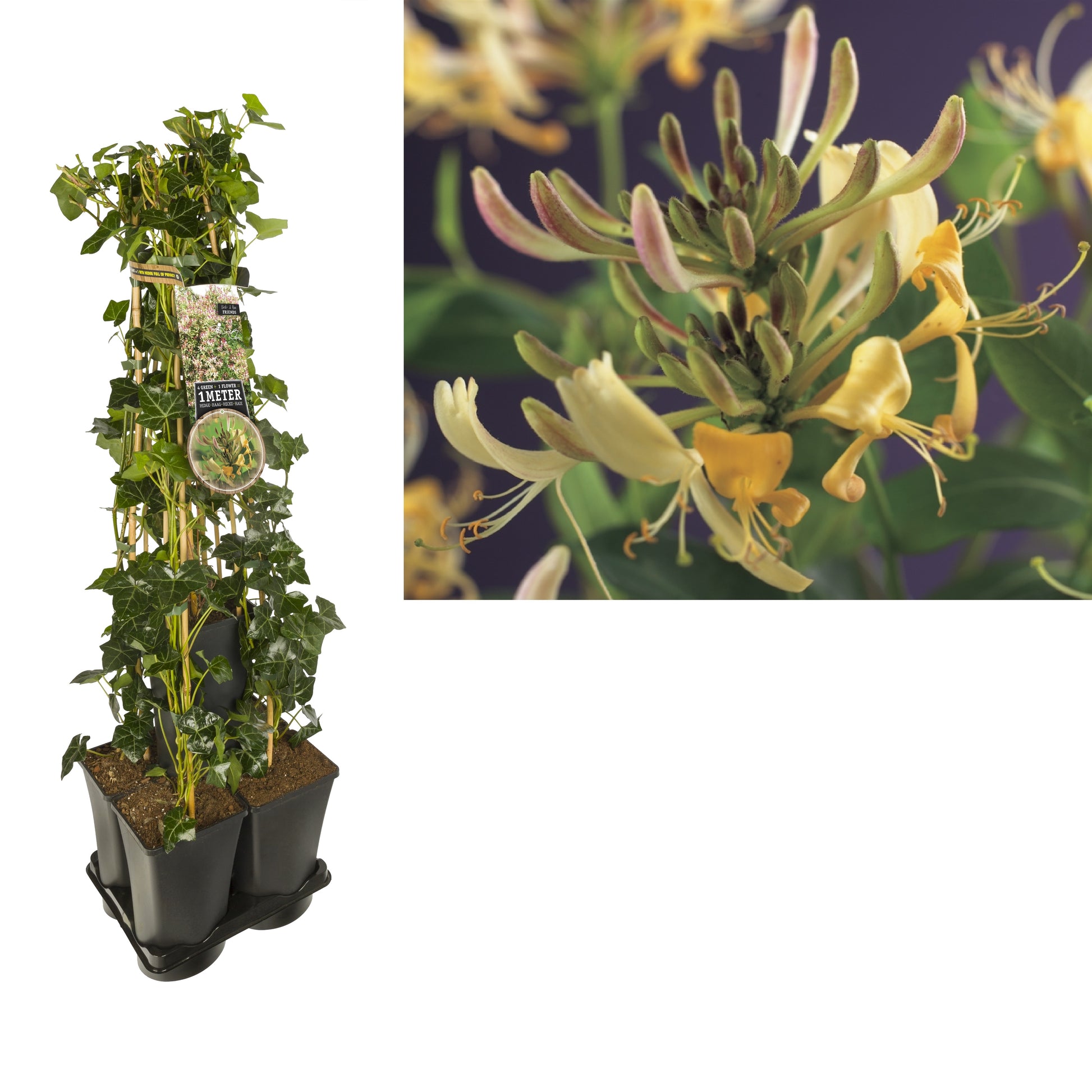 Clematis hybrid mix 95cm 17cm Pot