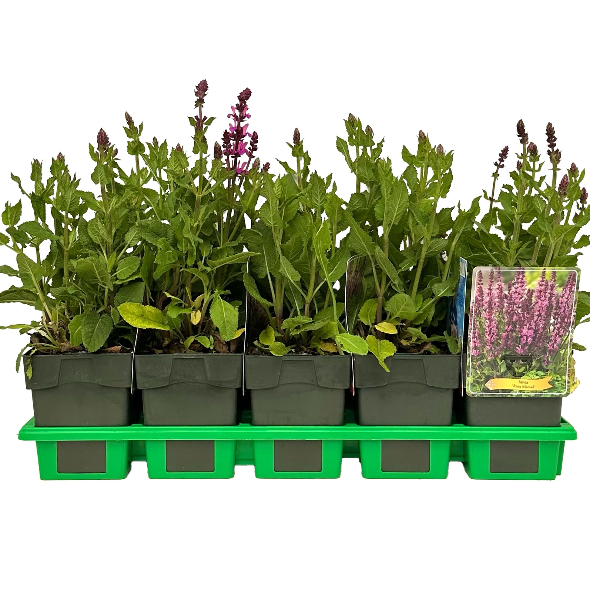 Salvia Rose Marvel 25cm 11cm Pot