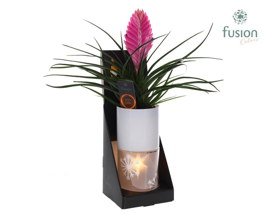 arr. Bromelia 43cm 11cm Pot