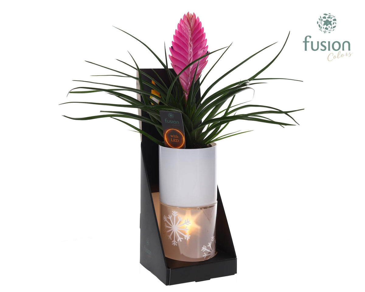arr. Bromelia 43cm 11cm Pot