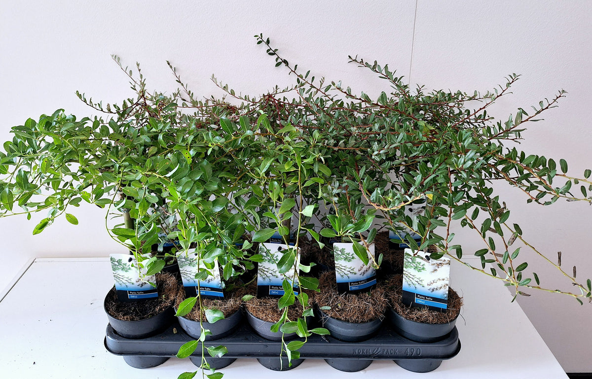 Salix alba mix 50cm 12cm Pot