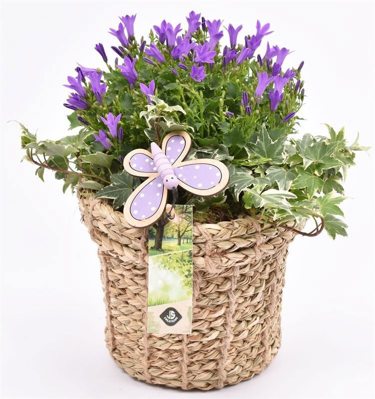 Campanula in terracotta pot 17cm Pot