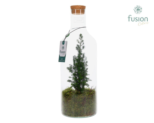 Green Bottle Fles Medium Kerst met Chamaecyparis 43cm 15cm Pot
