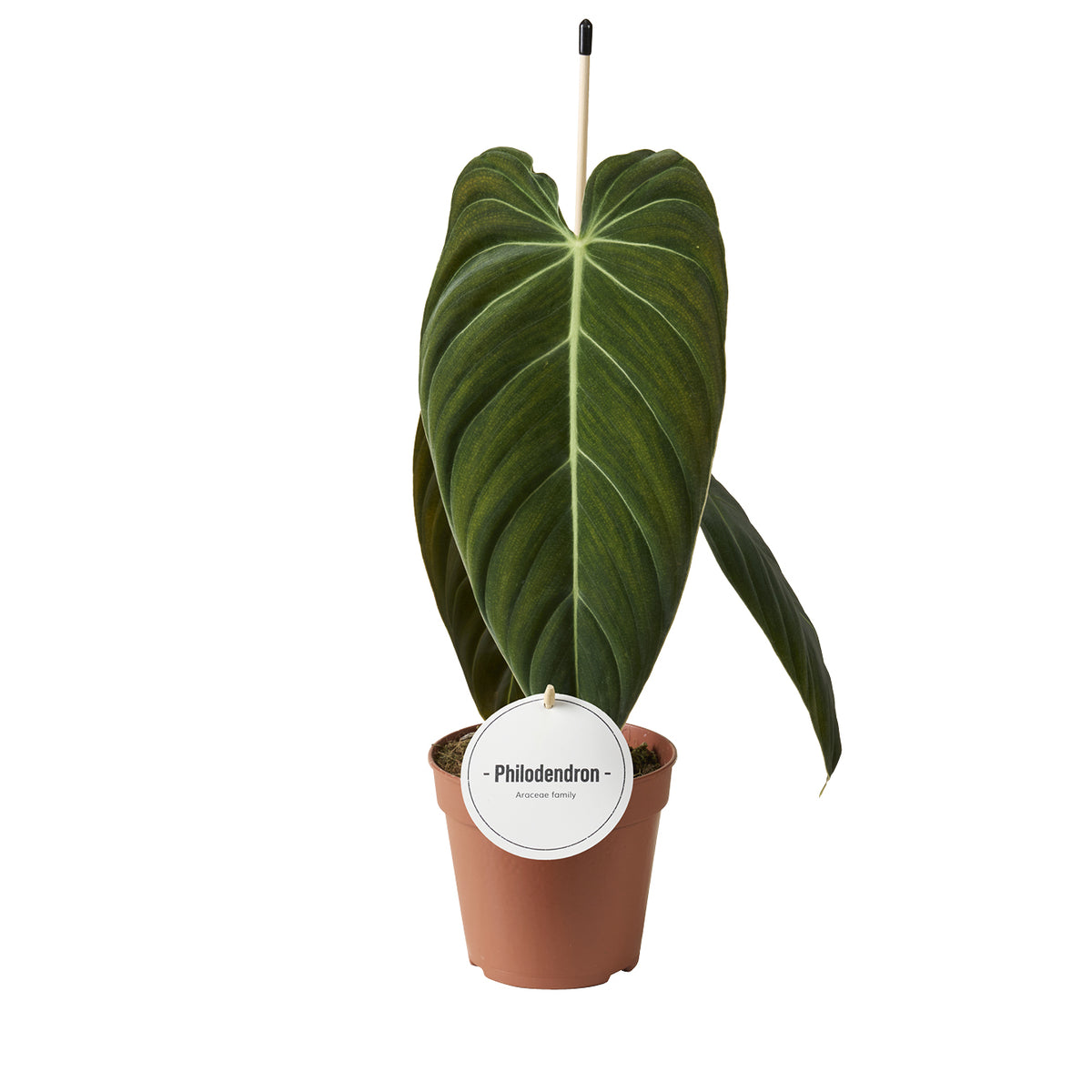 Philodendron melanochrysum 45cm 12cm Pot