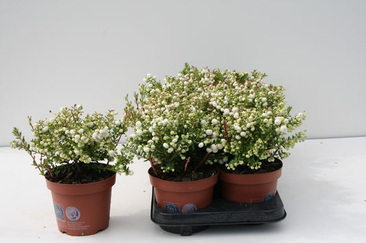 Gaultheria mucr. white 25cm 14cm Pot