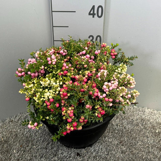 Gaultheria procumbens 40cm 25cm Pot