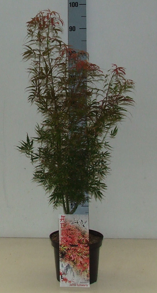 Acer Jerre Schwartz 60cm 19cm Pot