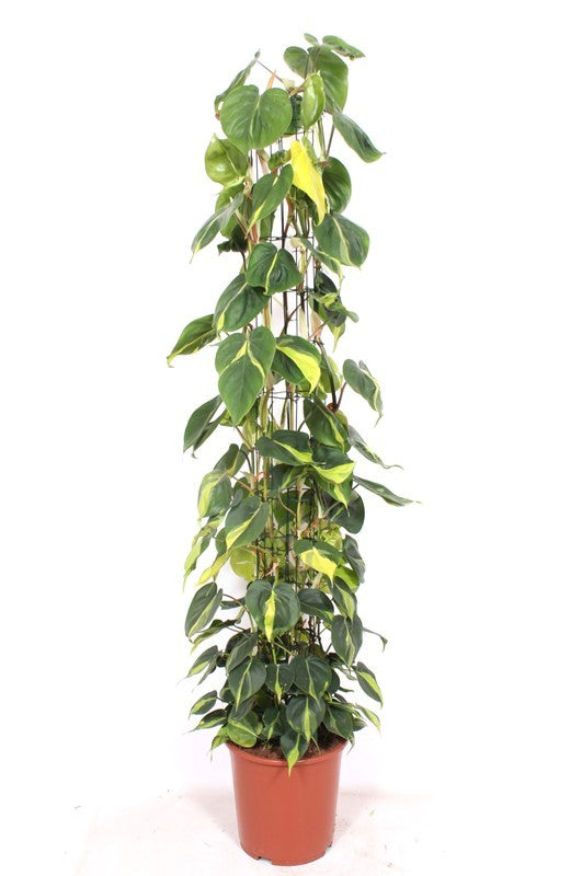 Philodendron Brasil 160cm 27cm Pot